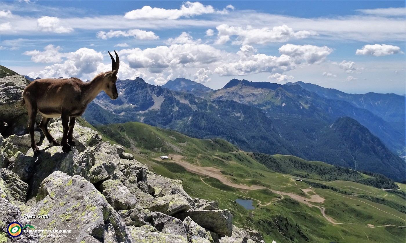 03 Stambecco (femmina) sul versante brembano verso la Val Carisole .JPG -                                